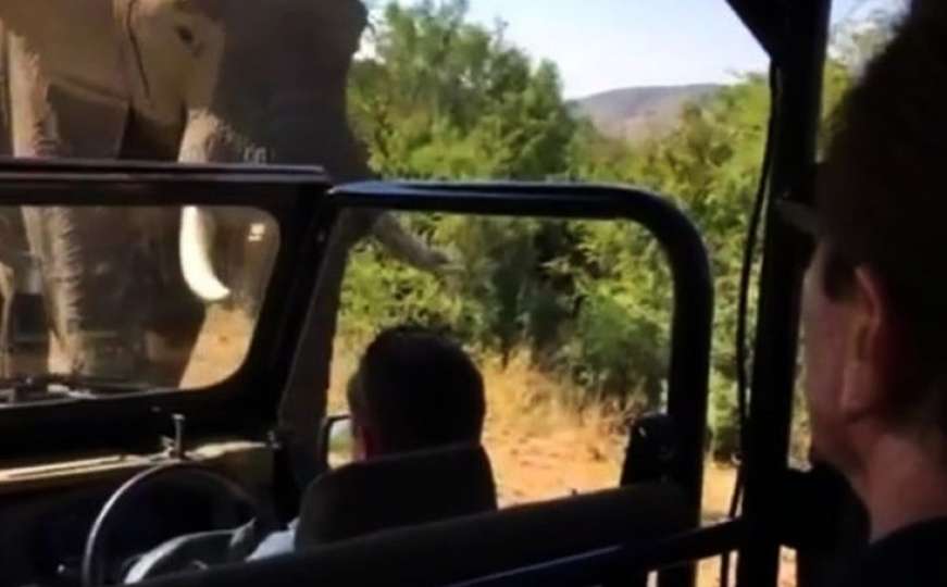 Slon napao vozilo u kojem je bio Arnold Schwarzenegger