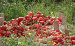 Dnevno se proda i po stotinu kilograma jagoda