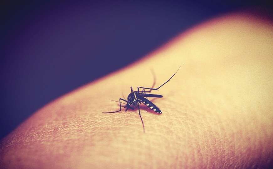 Koja krvna grupa najviše privlači komarce?