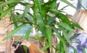 'Izašla koka u kafić...'