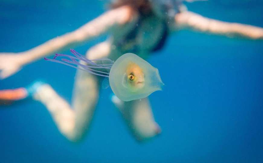 Jedinstvena podvodna fotografija: Živa riba snimljena u meduzi 