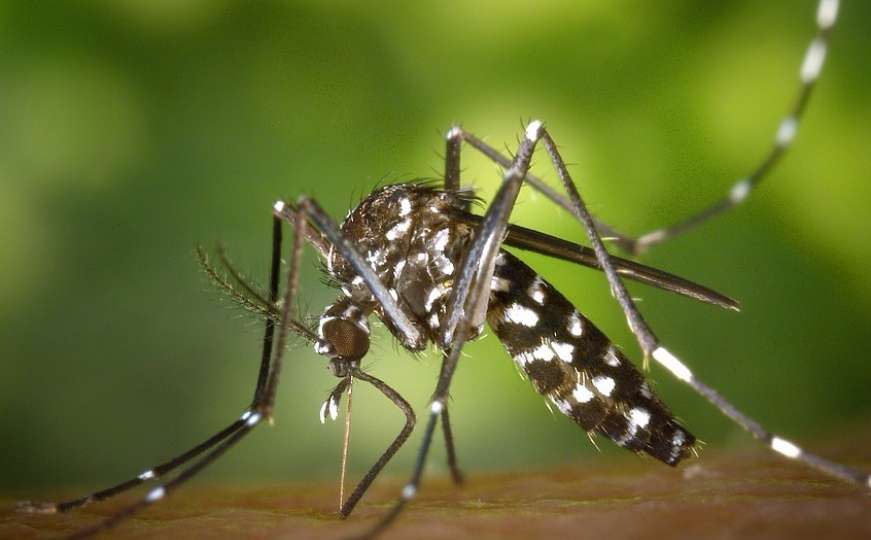 Zašto ujed komarca svrbi 