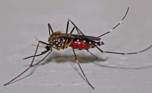 Stručnjaci izradili kartu područja na kojima će proširiti virus Zika