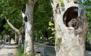 Mostarski platani postali legla šišmiša i izvor zaraze za stabla