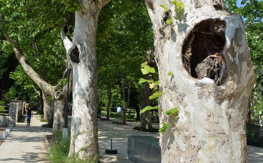 Mostarski platani postali legla šišmiša i izvor zaraze za stabla