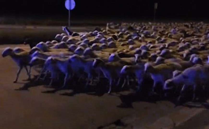 Ovce pobjegle u grad nakon što su čobani zaspali