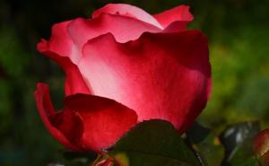 U rijeku bačene 63 ruže za nestale u logoru