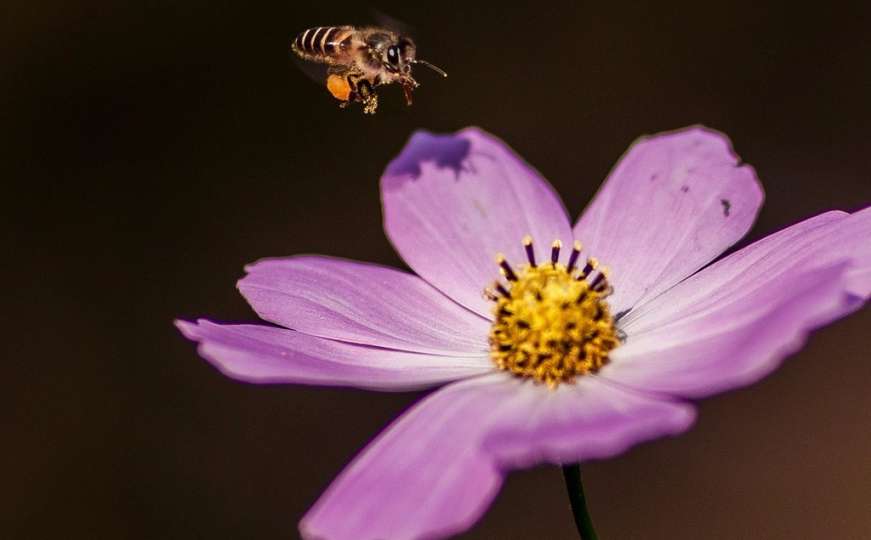 Šta uraditi ako vas ubode pčela ili osa?
