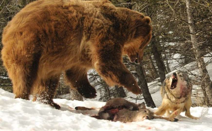 Grizli napao vukove dok su jeli: Pogledajte kako je završilo