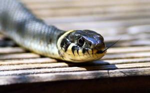 Koje su to otrovne zmije u BiH i kako ih razlikovati?