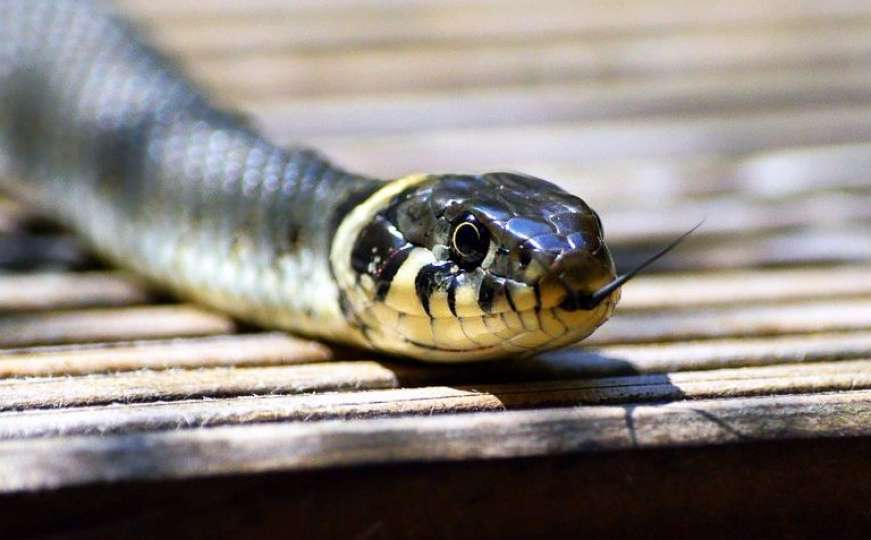 Koje su to otrovne zmije u BiH i kako ih razlikovati?