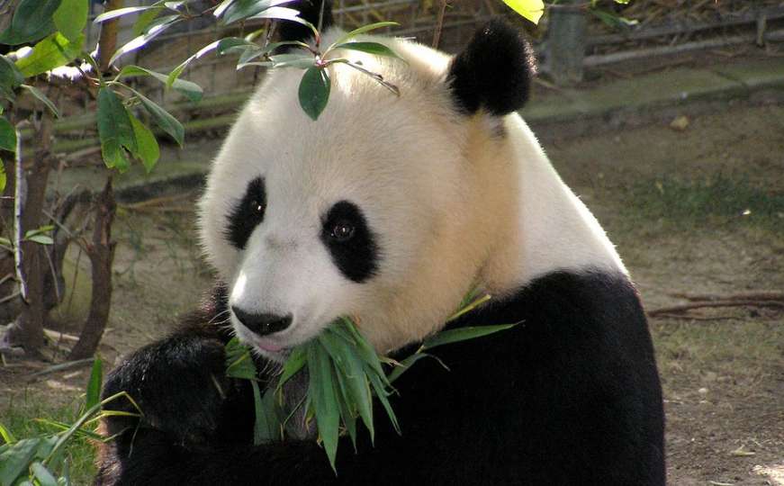 U zoološkom vrtu rođene pande blizanci 