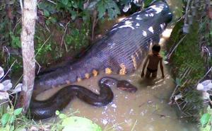 Pogledajte ovaj video i zaledit će vam se krv u venama