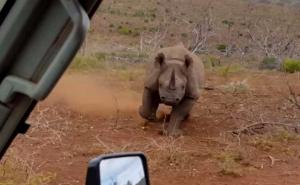 Razljućeni nosorog se sjurio na automobil