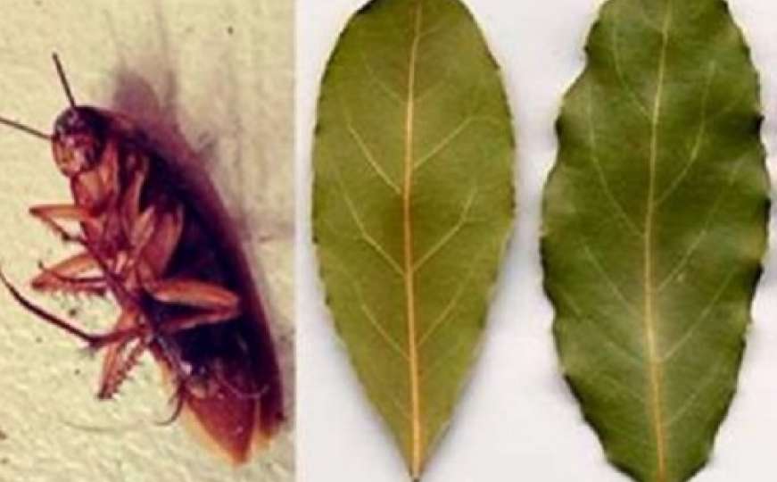 Ova biljka tjera žohare iz vašeg doma zauvijek