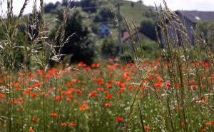 Šta meteorolozi predviđaju za danas