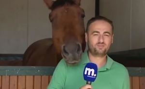 Konj ometa novinara da snimi prilog