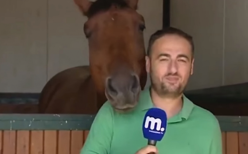 Konj ometa novinara da snimi prilog