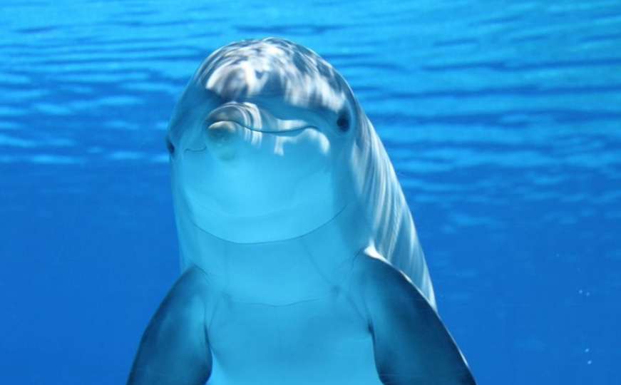 Delfin se jučer kupao s rajom u Neumu 