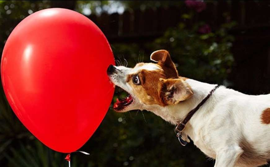Pogledajte kako pas obara Guinnessov rekord