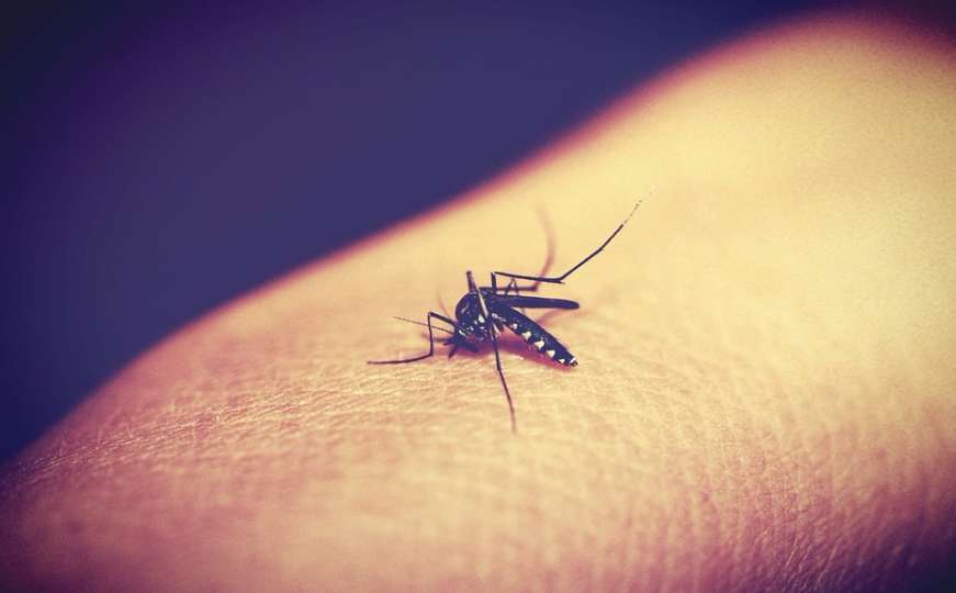 Hrana koju jedete utječe na to koliko komarci 'jedu' vas