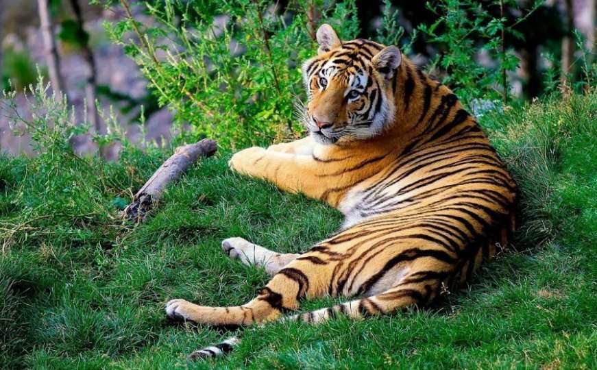 Zoološki vrt: Ženu usmrtio bengalski tigar