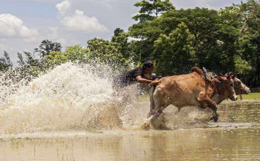 Spektakularni prizori utrke bikova u jeku monsunskih kiša