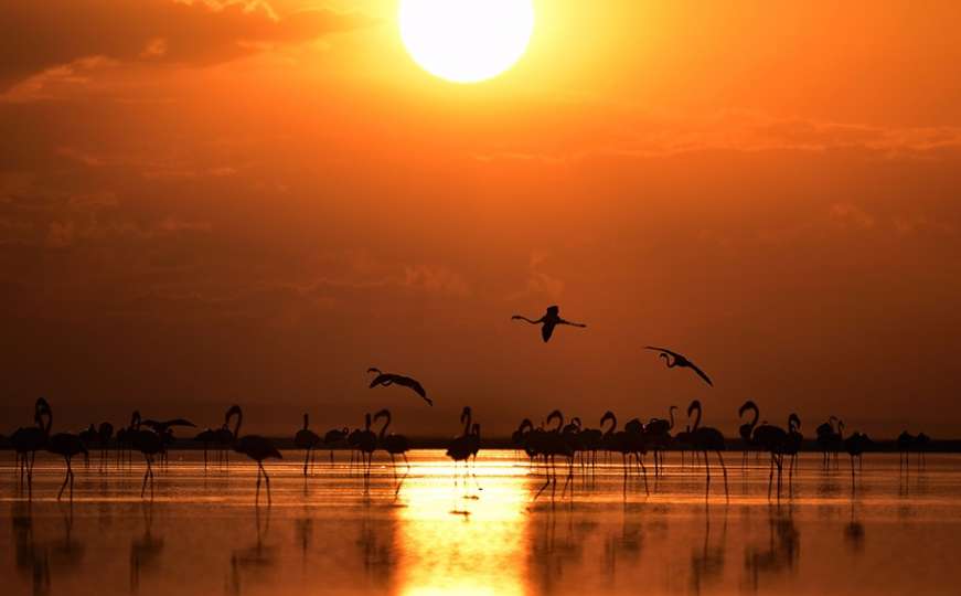 Hiljade mladih flamingosa uče letjeti za put ka jugu
