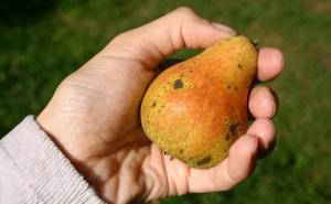 Imate zasade krušaka u dvorištu? Ovo je bitno upozorenje!