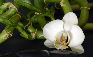 Znate li da je dobro imati bambus u kući