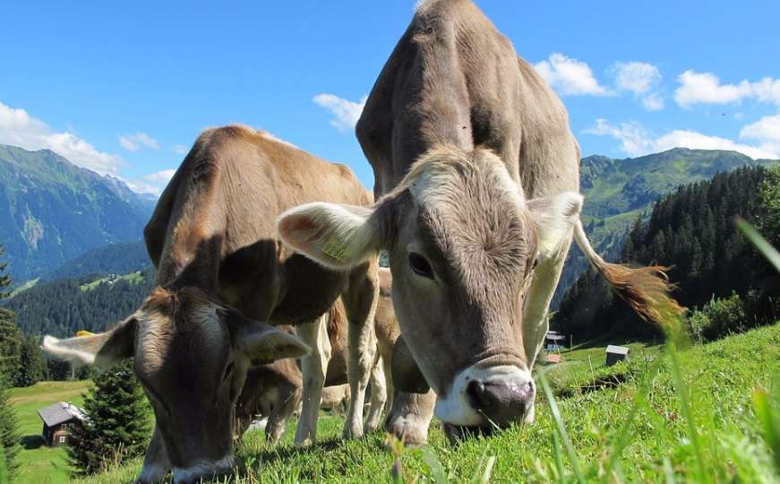 Ova imena najčešće daju kravama u Sloveniji