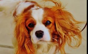 Pogledajte psa koji zna koristiti toalet