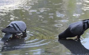 I golubovi traže olakšanje od vrućine