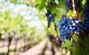 Vjerovali ili ne: Grožđe su platili rekordnih 11. 000 dolara