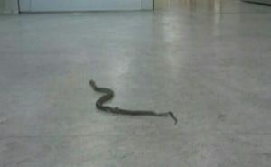 Zmija na hodniku Pedijatrije Jezero u Sarajevu