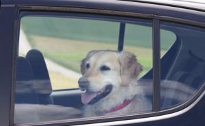 Da li ste se pitali šta radi vaš pas kada niste u kući?