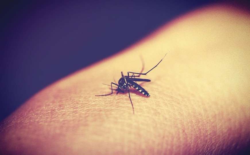 Evo kako ćete ublažiti ubod komarca prirodnim putem