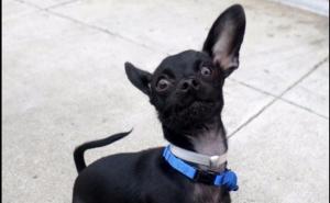 Pas koji je osvojio mnoga srca na društvenim mrežama