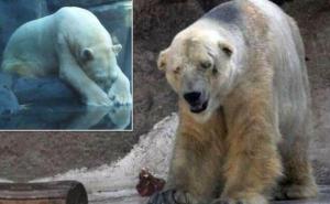 Umro slavni Arturo, najtužniji polarni medvjed na svijetu