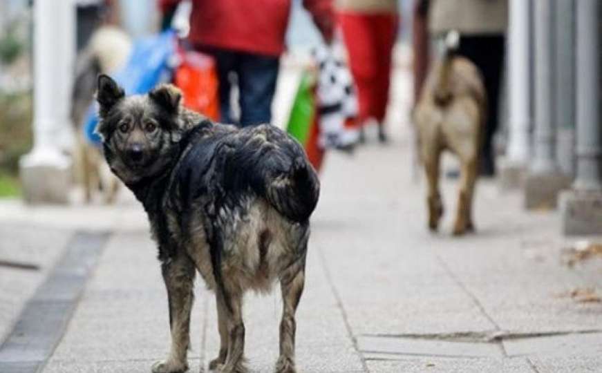 Sarajevo: Počinje uklanjanje pasa lutalica