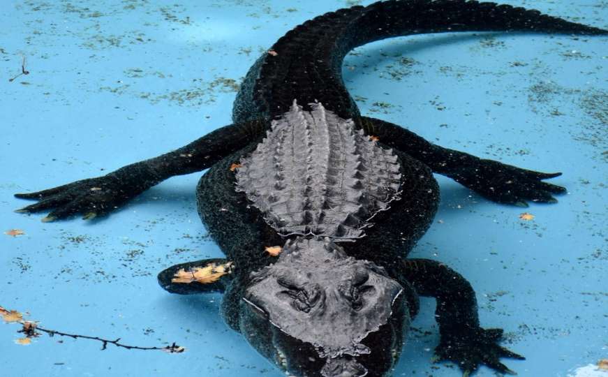 Glavna atrakcija:  Najstariji aligator na svijetu Mujo