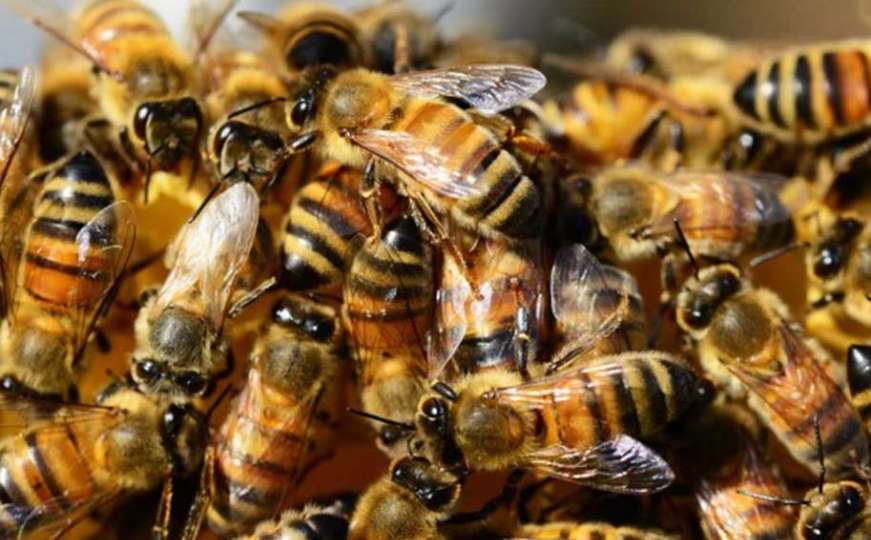 Najlošija godina za bh. pčelare