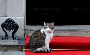 Premijer Cameron je otišao, ali je mačak Larry ostao 