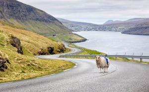 Google Street View je prevaziđen, tu je Sheep View 