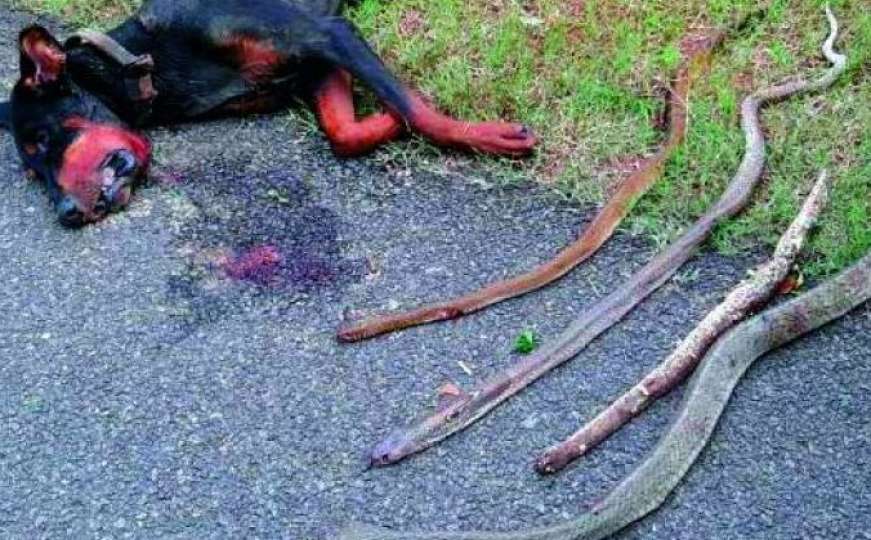 Herojski: Pas spasio cijelu porodicu kada su ih napale kobre