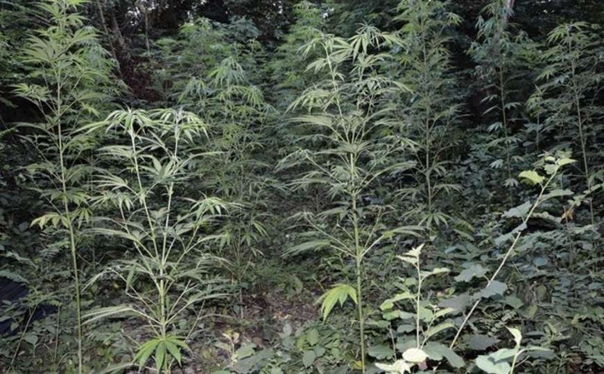 U šumarku pored groblja pronašli 51 stabiljku marihuane