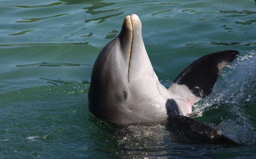 Đuro snimio igru delfina na Jadranu