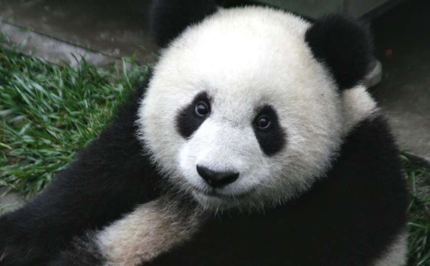 Najljepši posao na svijetu: Grljenje pandi