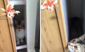 Pokemoni postoje - oni su ih vidjeli!