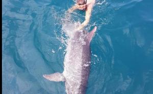 Delfin se satima igrao s djecom u plićaku